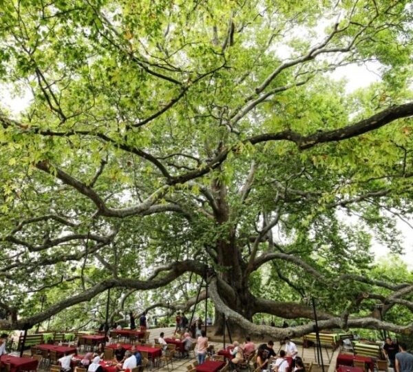 Historical Inkaya tree